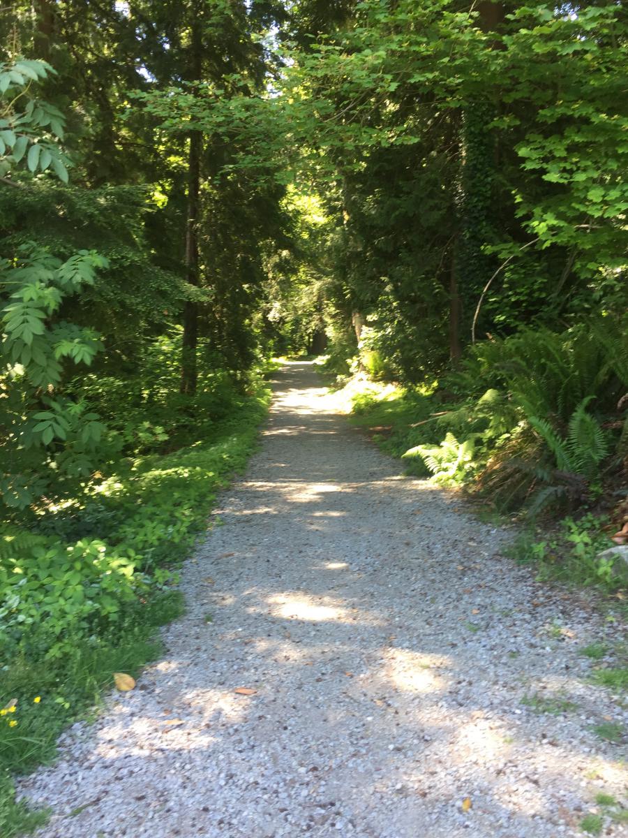 Trail path surrounded by trees. 