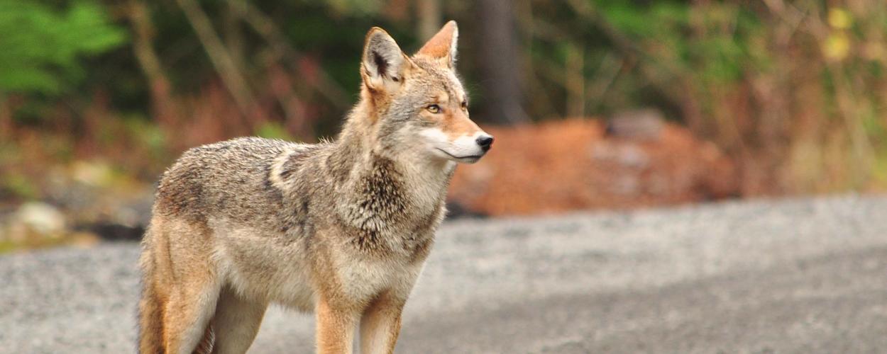 Coyote on road