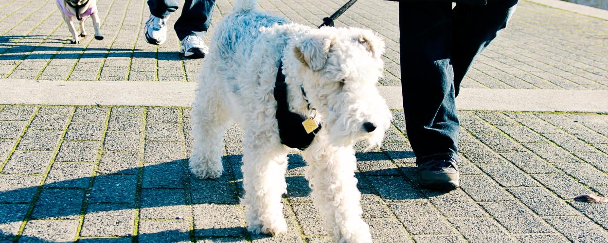 Two dogs on short leashes being walked by their separate owners.