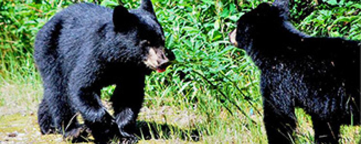 Bears_327 x 176