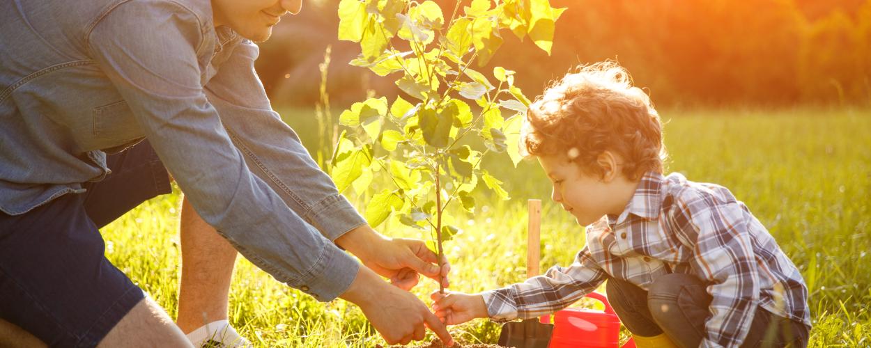 yard tree planting program