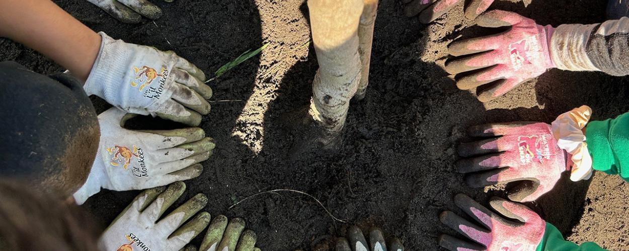 tree planting hands
