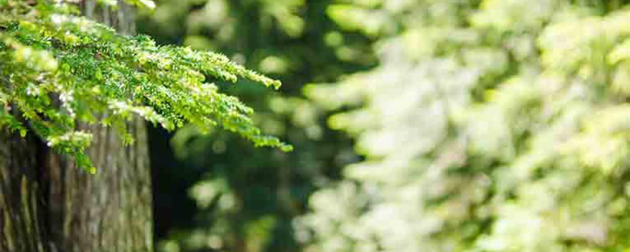 Evergreen tree needles in the sunlit.