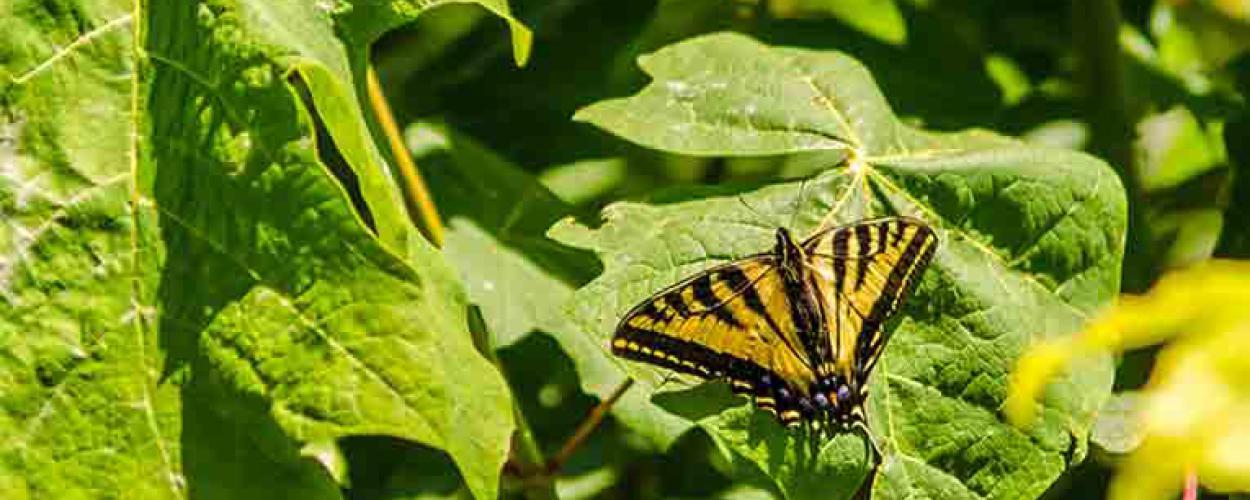A black and yellow butterfly sits with wings spread on top of a large, round leaf.