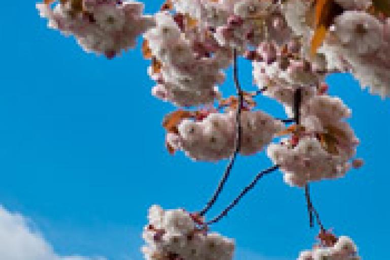 Cherry Trees - Taylor Way