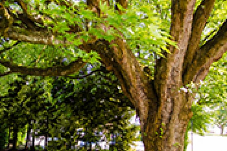 Jubilee Maple Tree - 13th Street & Marine Drive