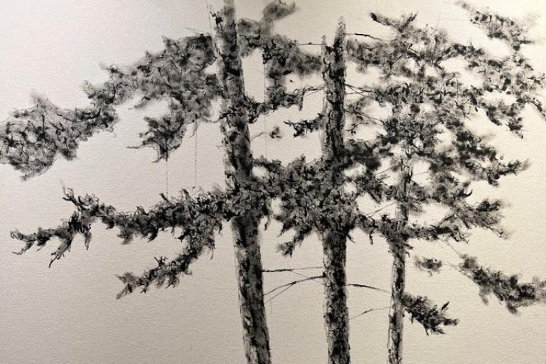 This image is a charcoal drawing depicting a cluster of three pine trees. The trees are rendered in shades of black and gray against a textured, off-white background. The style is impressionistic, with loose, energetic strokes that suggest the feathery texture of pine needles and the rough bark of the trunks.