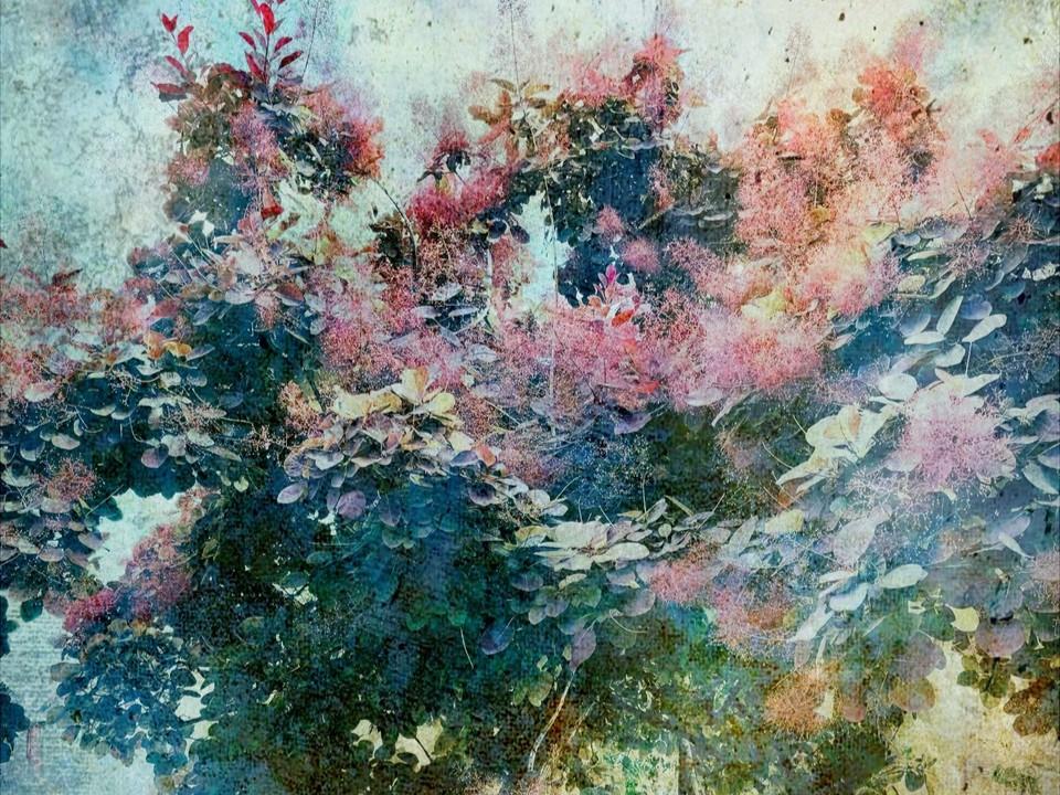 The image is a close-up, textured, and dreamlike depiction of a flowering bush, likely a smokebush, with a strong artistic interpretation. The scene is dominated by the plant's foliage and its delicate, feathery blossoms.