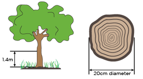 Tree Diagram 1